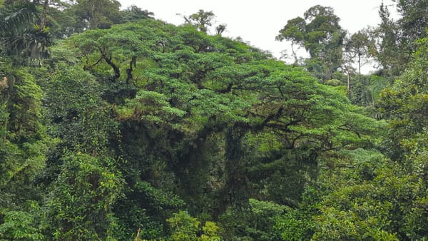 Faultiere und Hängebrücken